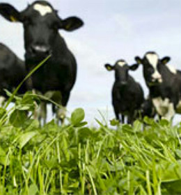 Клевер как замена дорогостоящим минеральным удобрениям