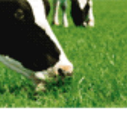 Овсяница тростниковая предотвращает ацидоз рубца у коров