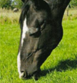 Пастбищная травосмесь «Хорс Мастер» - лучший выбор для лошадей